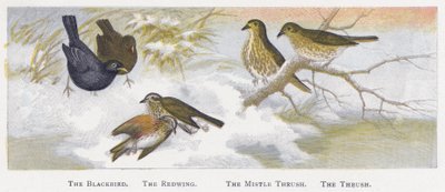 The Blackbird, The Redwing, The Mistle Thrush, The Thrush by Alexander Francis Lydon